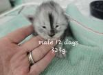 Blaze - Maine Coon Kitten For Sale - 