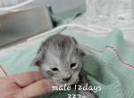 Cheeks - Maine Coon Kitten For Sale - 