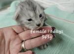 Sweetie - Maine Coon Kitten For Sale - 