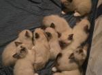 Siamese kittens - Siamese Kitten For Sale - Flower Mound&comma; TX&comma; US
