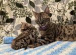 Savannah Bengal - Savannah Kitten For Sale - 