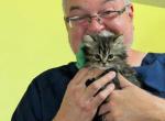 Tabby Persian Boy - Persian Kitten For Sale - NY&comma; US