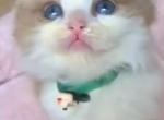 Happy Family - Ragdoll Kitten For Sale - San Gabriel&comma; CA&comma; US