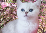 Ziggy - British Shorthair Kitten For Sale - 