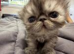 Zoe - Himalayan Kitten For Sale - Pleasant Hill&comma; CA&comma; US