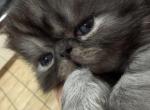 Freddy - Himalayan Kitten For Sale - Pleasant Hill&comma; CA&comma; US
