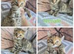 Male n female highlander - Highlander Kitten For Sale - Frenchtown&comma; MI&comma; US