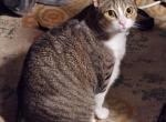 Tinkerbell - Domestic Cat For Adoption - HON&comma; HI&comma; US