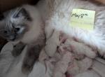 Athena's litter - Ragdoll Kitten For Sale - Santa Rosa&comma; CA&comma; US