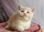 Uno - British Shorthair Kitten For Sale - Los Angeles&comma; CA&comma; US