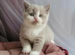 Una - British Shorthair Kitten For Sale - Los Angeles&comma; CA&comma; US