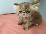 Persian chocolate tabby girl - Persian Kitten For Sale - Altamonte Springs&comma; FL&comma; US