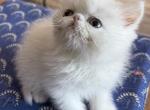 Persian solid white boy - Persian Kitten For Sale