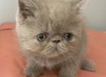 Exotic lilac boy ready to go - Exotic Kitten For Sale - Altamonte Springs&comma; FL&comma; US