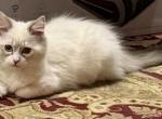 TICA Registered Ragdolls - Ragdoll Kitten For Sale - Ballston Lake&comma; NY&comma; US