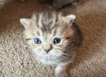 Elvis From Q'Bella - British Shorthair Kitten For Sale - 