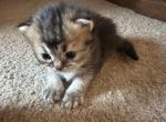 Erica from Q'Bella - British Shorthair Kitten For Sale - Cutlerville&comma; MI&comma; US