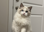 Ragdoll and Cherubim - Ragdoll Kitten For Sale - Laurel&comma; MD&comma; US