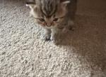 Ellie from Q'Bella - British Shorthair Kitten For Sale - Cutlerville&comma; MI&comma; US