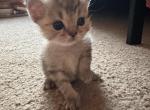 Elf from Q'Bella - British Shorthair Kitten For Sale - Cutlerville&comma; MI&comma; US