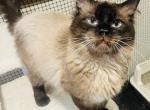 Tyson - Ragdoll Cat For Sale/Retired Breeding - Saint Clair&comma; MI&comma; US