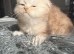 Chocolate Marble Folds - Scottish Fold Kitten For Sale - 