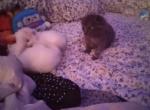 No name yet - American Shorthair Kitten For Adoption - Riverdale&comma; GA&comma; US