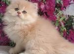 Princess - British Shorthair Kitten For Sale - Norwalk&comma; CT&comma; US