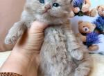 Fabian - British Shorthair Kitten For Sale - NY&comma; US