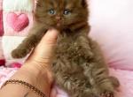 Feofaniya - British Shorthair Kitten For Sale - NY&comma; US