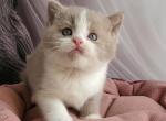 Usik - British Shorthair Kitten For Sale - NY&comma; US