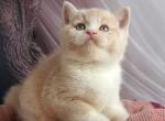 Uno - British Shorthair Kitten For Sale - NY&comma; US