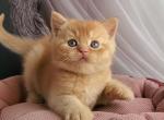 Urban - British Shorthair Kitten For Sale