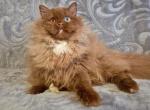 Varvara - British Shorthair Kitten For Sale - NY&comma; US