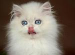 Xavi - British Shorthair Kitten For Sale - NY&comma; US