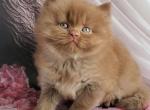 Tommy - British Shorthair Kitten For Sale - NY&comma; US