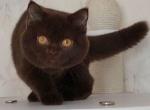 Oscar - British Shorthair Kitten For Sale - NY&comma; US
