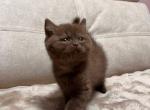 Urmas - British Shorthair Kitten For Sale - NY&comma; US