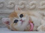 James - British Shorthair Kitten For Sale - NY&comma; US