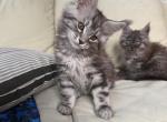 Light Tabby Male Maine Coon - Maine Coon Kitten For Sale - Chapel Hill&comma; NC&comma; US