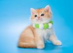 Cristian - British Shorthair Kitten For Sale - NY&comma; US