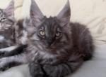 Smoke grey Female - Maine Coon Kitten For Sale - Chapel Hill&comma; NC&comma; US