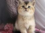 Rich - British Shorthair Kitten For Sale - NY&comma; US