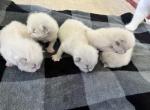 Rumi's Litter Ready June 16 - Ragdoll Kitten For Sale - Columbia&comma; MD&comma; US