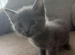Russian Blue Kitty - Russian Blue Kitten For Sale - Charlotte&comma; NC&comma; US