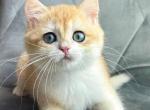Ike - British Shorthair Kitten For Sale - NY&comma; US