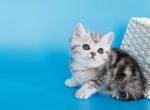 Morel - British Shorthair Kitten For Sale - NY&comma; US