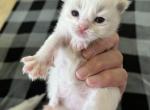 Bicolor Princess 1 - Ragdoll Kitten For Sale - Columbia&comma; MD&comma; US