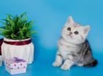 Molly - British Shorthair Kitten For Sale - NY&comma; US