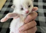 Bicolor Princess 2 - Ragdoll Kitten For Sale - Columbia&comma; MD&comma; US